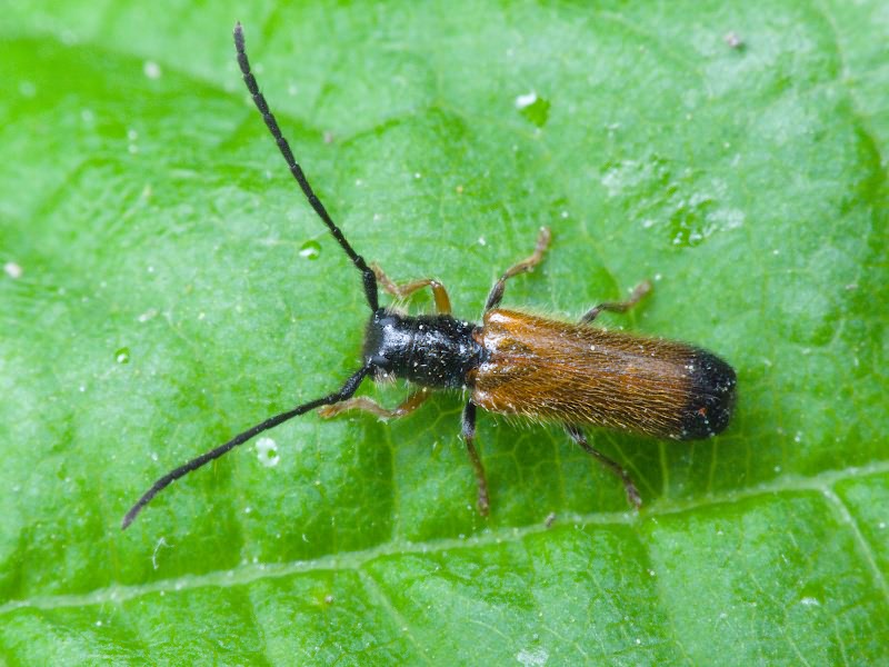 Tetrops praeustus (Linnaeus, 1758)